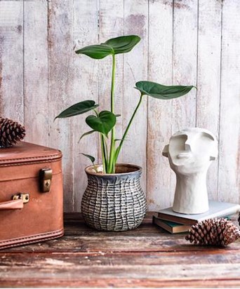 İthal Çizgili Saksıda Monstera